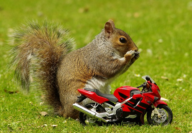Grey squirrel with motorcycle (9)