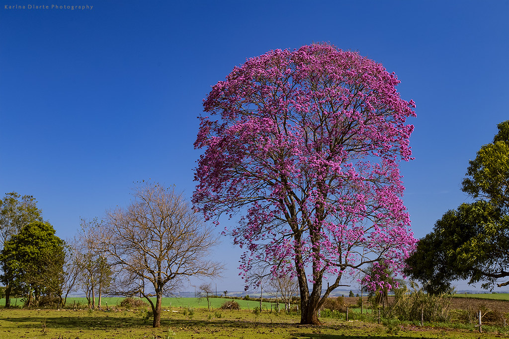 Lapacho Rosado / Pink Trumpet Tree, Tabebuia heptaphylla bl…