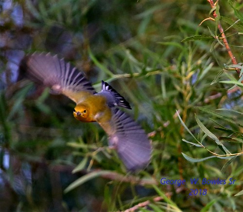 Prothonotary Warbler | by Georgesr58