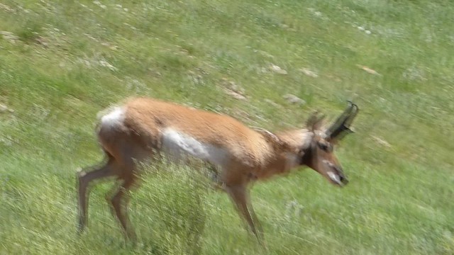 Pronghorns Custer State Park South Dakota