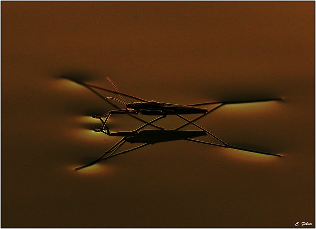 Common pond skater (Gerris lacustris) stand on the surface of the water
