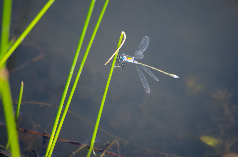 Male emerald damselfly, Baggeridge, yesterday
