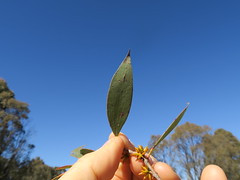 Eucalyptus stellulata leaf NT1