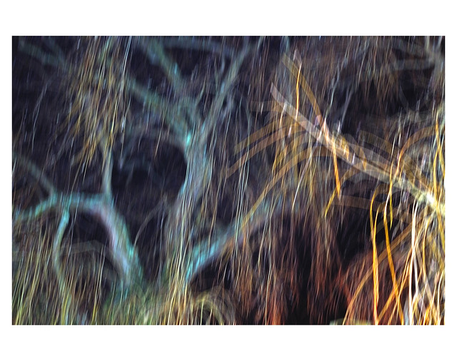 NIGHT DANCE OF THE WEEPING WILLOW # 2