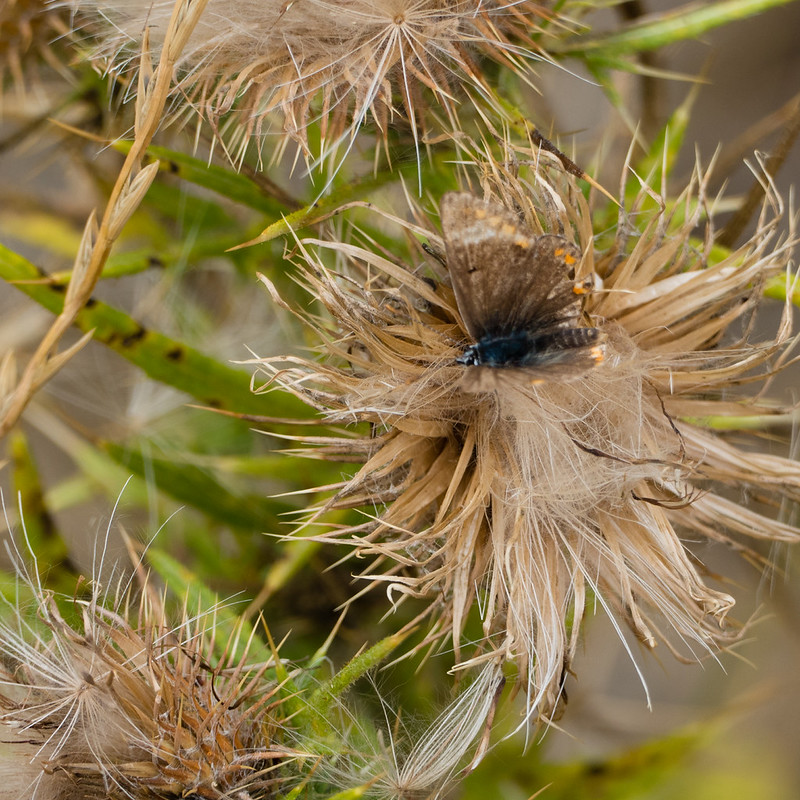 Ragged butterfly on thistle seed head