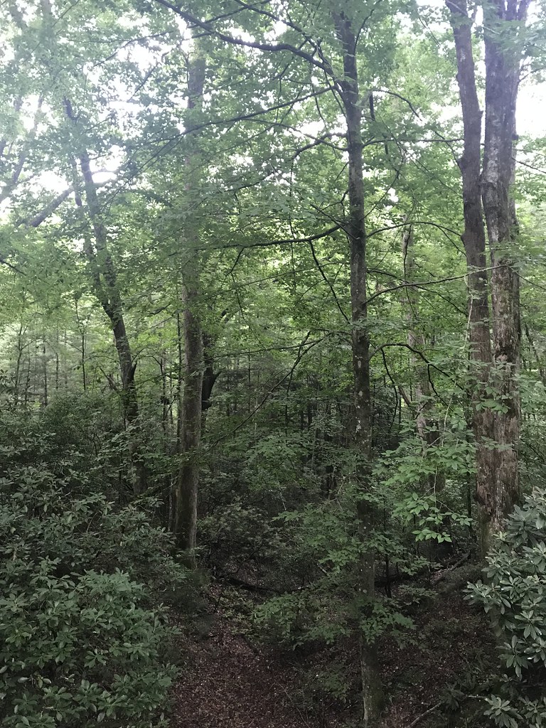 Thrift Cove Trail