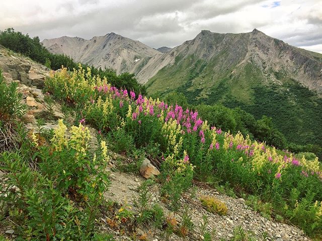 The Views Were Amazing on Today's Hike #getoutandhike #fireweed #mountains #landscape #denalinationalpark #savagealpinetrail #clbm_ak18
