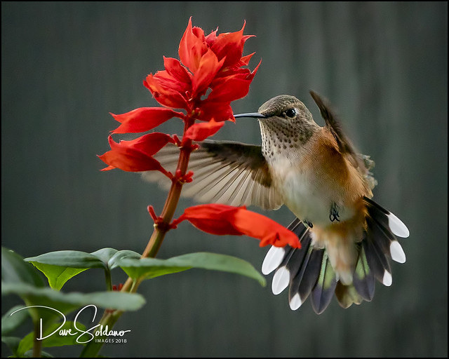 Colorado Hummingbird