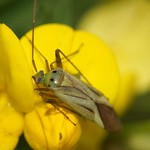 Vierpunktige Zierwanze (Four-dotted Plant Bug, Adelphocoris quadripunctatus)