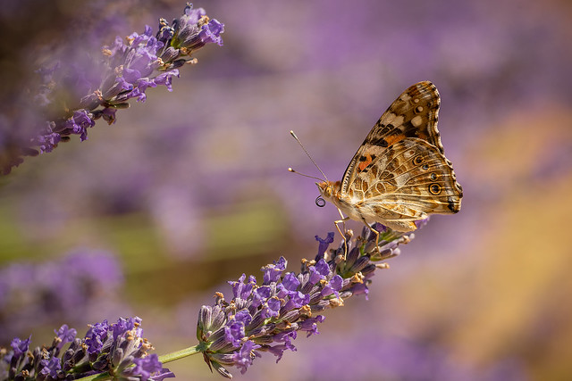 Painted Lady in the lavender.