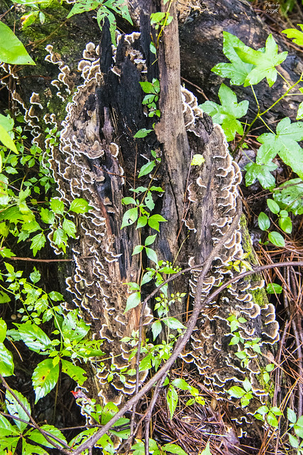 Fungus on Tree 080418 - 2