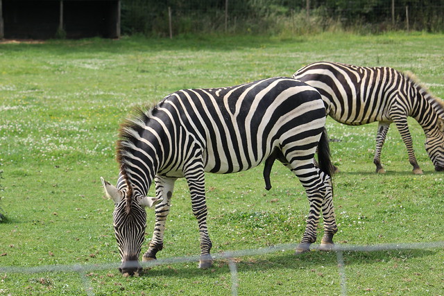 Noahs Ark - Zebras Graze