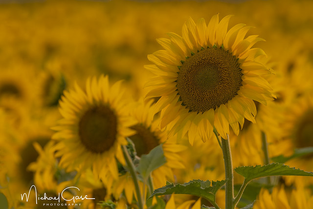 Sunflowers Galore.