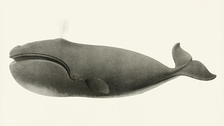 North Pacific right whale (Balaena sieboldii) from Natural history of the cetaceans and other marine mammals of the western coast of North America (1872) by Charles Melville Scammon (1825-1911).
