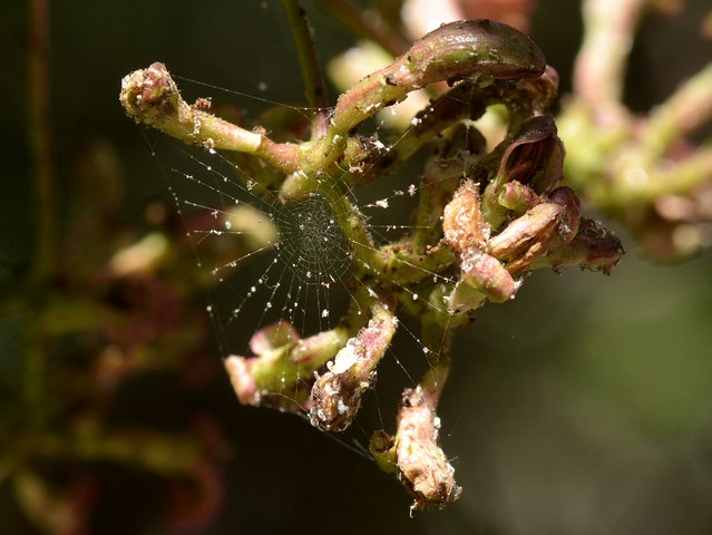 Tiny orb web aphid-galled flowers of California Honeysuckle