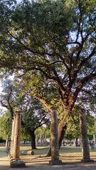 Trees in the shrine of ancient Olympia - Τα δένδρα του ιερού της αρχαίας Ολυμπίας #79