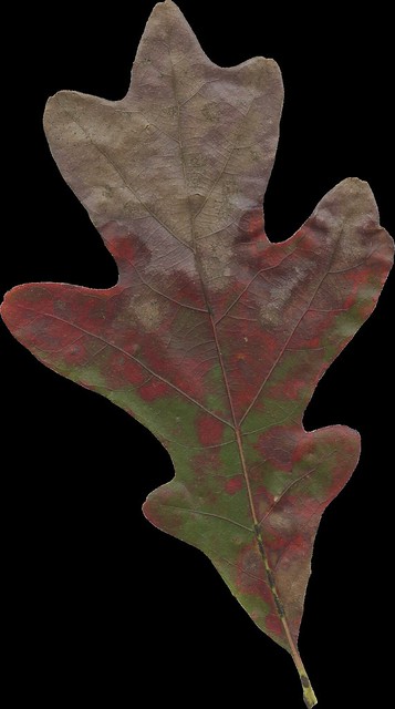 AJanner-autumn-leaf-097-cu4cu