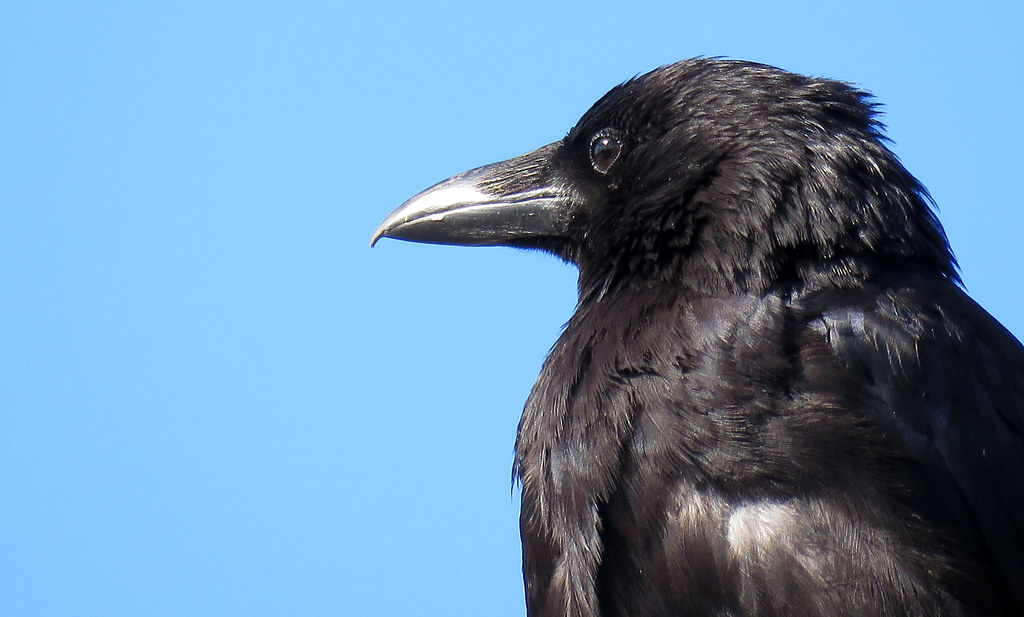 023282 Kraai / Crow (Corvus corone) high up in a Tree C