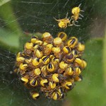 Gartenkreuzspinnen (European Garden Spider, Araneus diadematus), Jungtiere