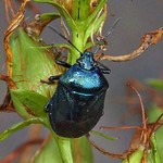 Blaugrüne Baumwanze (Blue Shieldbug, Zicrona caerulea)