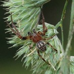 Schilfradspinne (Furrow Orb Spider, Larinioides cornutus/suspicax), Männchen