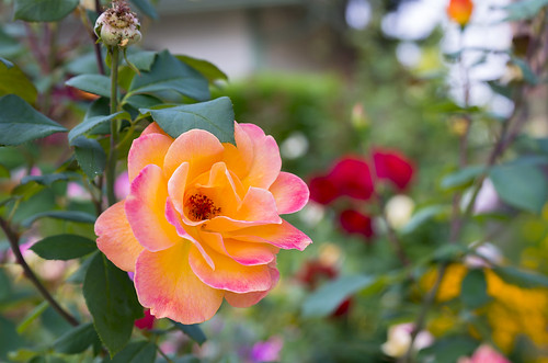 sunset colorful rose roses coral garden pink yellow multicolor flower floral pnw pacificnorthwest washington washingtonstate klahanie issaquah pentax k5iis nature