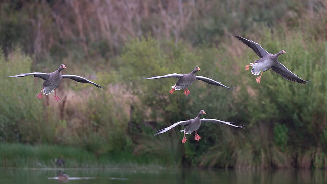 Four Greylag geese - August