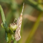 Kohlschabe (Diamond-back Moth, Plutella xylostella)