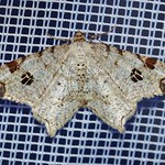 Hellgrauer Eckflügelspanner (Peacock Moth, Macaria notata)