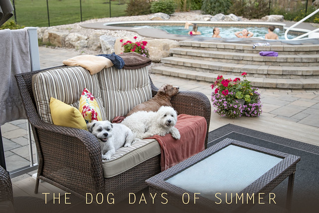 THE DOG DAYS OF SUMMER 2018