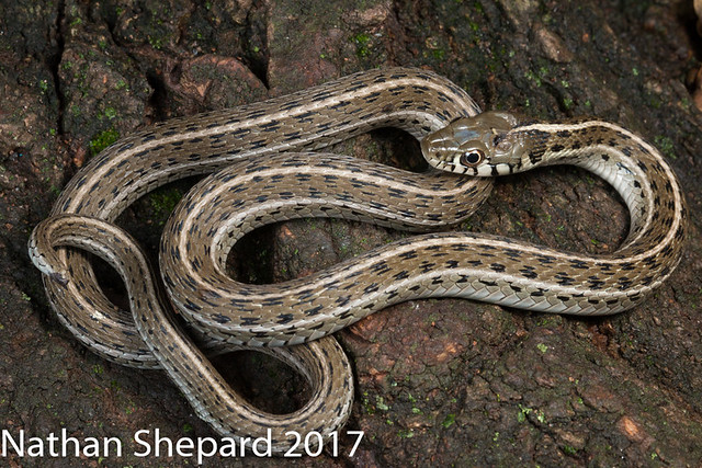 Thamnophis eques