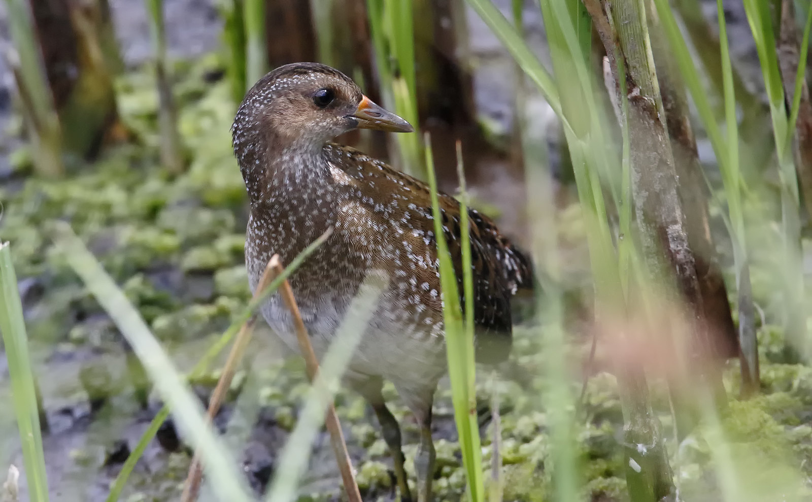 Spotted Crake -a difficult subject