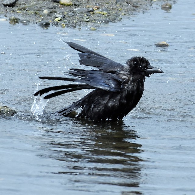 Bath time for a crow