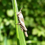 Säbeldornschrecke (Slender Groundhopper, Tetrix subulata) in der Flehbachaue