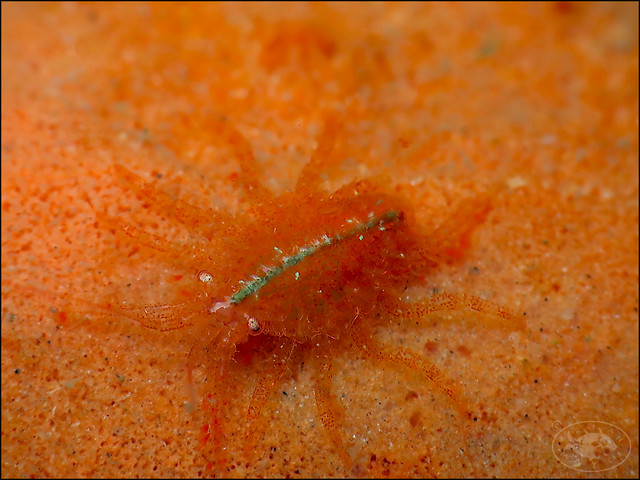 Amphipod (Icilius sp.)