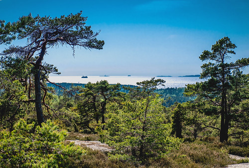 sea ocean coast fjord sky water forest pines pineforest hill view backlight shimmer shimmering oslofjord færder sprinkelet gressvikmarka gressvik fredrikstad onsøy norway