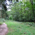 Wald im Teilstück Auf der Maar in der Wahner Heide