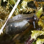 Schlanke Bernsteinschnecke (Pfeiffers Amber Snail, Oxyloma elegans)