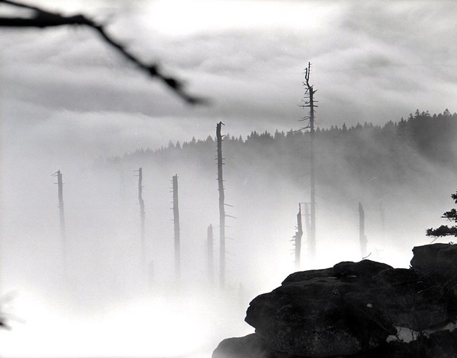 Stones, Trees & Fog