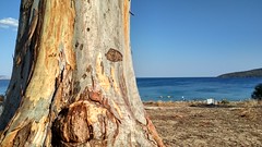 Eucalyptus by the sea #01