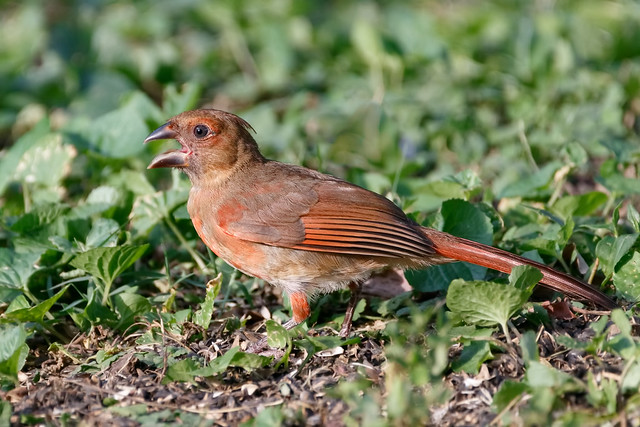 Female juvenile cardinal