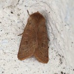 Rundflügel-Kätzcheneule (Common Quaker, Orthosia cerasi)