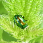 Prächtiger Blattkäfer (Dead-nettle Leaf Beetle, Chrysolina fastuosa) in der Flehbachaue