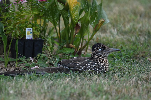 Springfield Greater Roadrunner | by Wildreturn