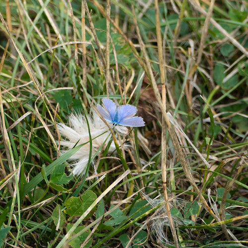 Common blue butterfly (male)