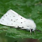 Breitflügeliger Fleckleibbär (White Ermine, Spilosoma lubricipeda)