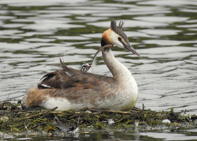 Great crested grebe and chick
