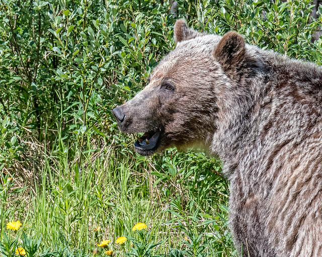 portrait of a grizzly