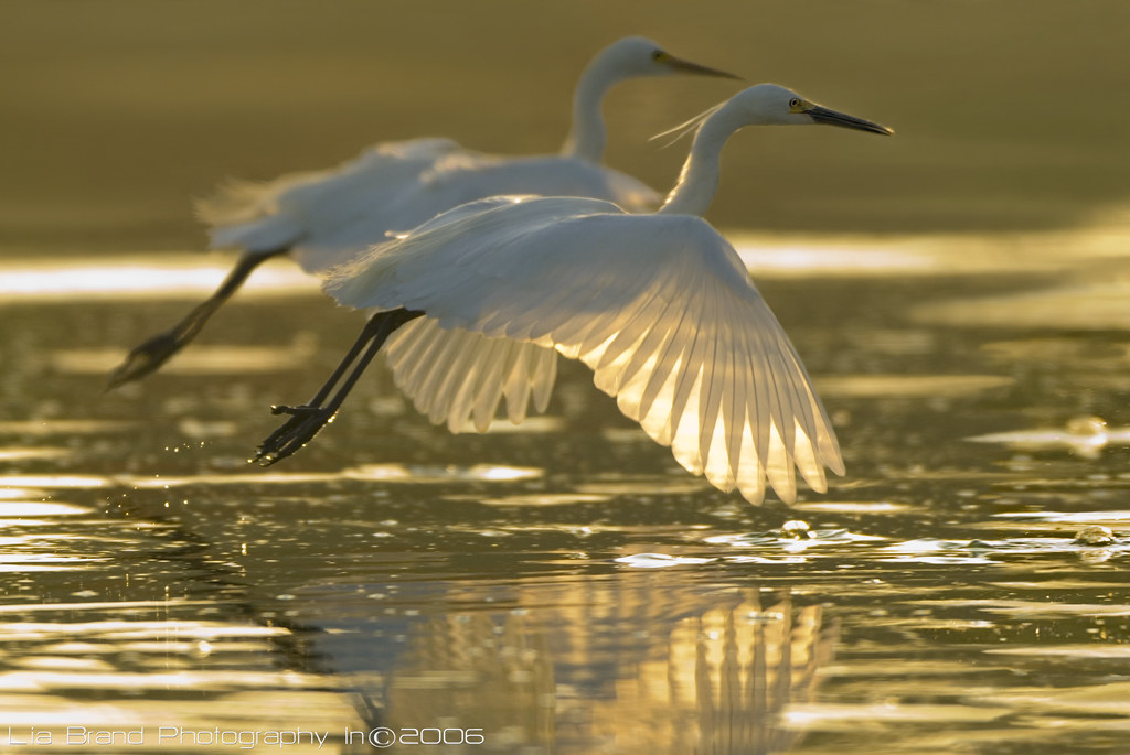 simultaneousness…♫ little egrets - egretta garzetta -  from bali ♫♫♫ by bocavermelha-l.b.