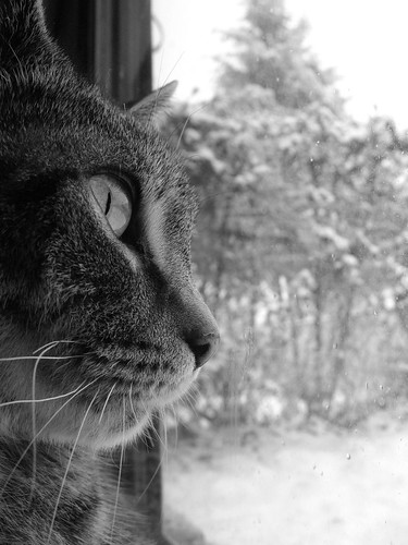 Plath watching the falling snow | Jennifer Boyer | Flickr